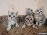 Scottish fold kittens