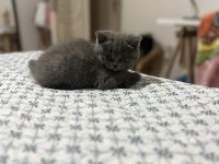 Tatlı yavrumuza yeni yuva arıyoruz scottish fold
