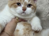 Safkan British Shorthair Red bicolor 3 aylık erkek