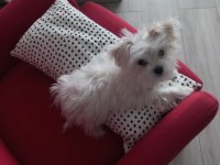 5 aylık morkie teacup