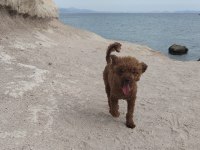 ÖZEL RED BROWN MİNİ TOY POODLE YAVRULARI