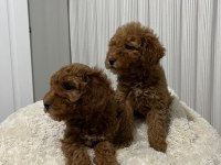 MÜKEMMEL TOY POODLE YAVRULAR YENİ AİLESİNİ ARIYOR