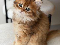 British Longhair Ny11