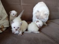 Scottish Fold baba siyam anne ve yavruları