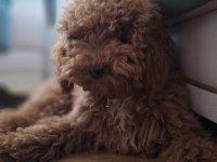Yakışıklı erkek poodle