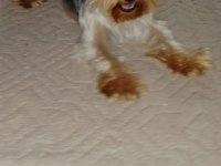 Çok sevecen orijinal terrier yorkshire esenler