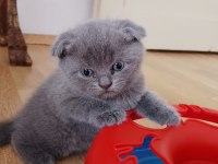 Gri Kırık Kulak Yavru Scottish Fold