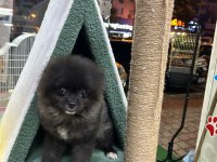 Ped eğitimli erkek oyuncu pomeranian
