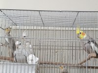 Çift sultan papağanı 3 yavrusu var