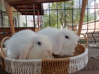 Hollanda Teddy Lop Beyaz Takım Mavi Gözlü Tavşan