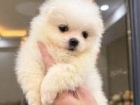 MİNİ BOY POMERANİAN BOO