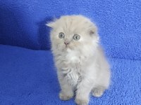İstanbul içi Adrese teslim lilak scottish fold longhair