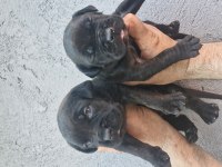 Cane Corso Köpeğimiz
