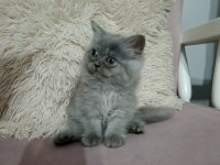 Güzel dişi kedimiz yeni evini bekliyor