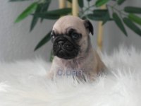 Yavru Pug Mops Köpekler