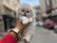 KOCA KAFA YAVRU KEDİLER AA KALİTE SAFKANDIR