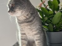 Pişu British Shorthair Kızımız