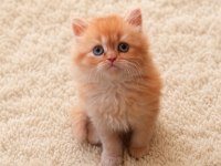 Mükemmel British Longhair Red Red Bicolor Yavrular