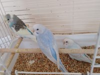 Yavru muhabbet kuşu