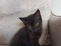 50 GÜNLÜK MELEZ YAVRU KEDİLER
