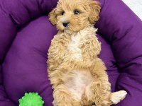 Podell_ankara sizin için seçtiği özel yavru köpekler