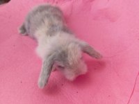 Hollanda Teddy Lop tavşan yavruları
