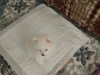 Ücretli sahiplendirme pomeranian boo