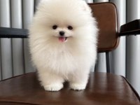 Beyaz Lokum Pomeranian Yavrumuz