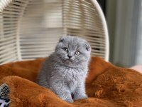 AYI SURAT MÜKEMMEL KALİTEDE LİLAC SCOTTİSH FOLD BEBEĞİMİZ