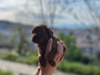 Erkek Toy Poodle
