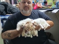 Teslime hazır iran kedisi yavrular