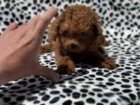 Petmode köpek çiftliğinden tea cup kore poodle