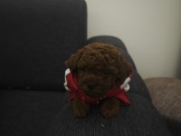 DARK KORE POODLE