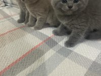 40 günlük safkan A kalite british shorthair yavrular