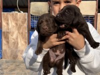 Labrador redriever sevimli yavrular