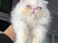 İRAN PERSİAN (MÜKEMMEL KALİTE)