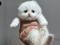 Scottish fold silver point yavrular