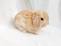 Mini lop tavşan bebeklerimiz