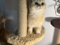 Mükemmel golden british shorthair yavrularım