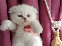Teslime hazır dişi scottish fold yavrumuz