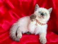 55 Günlük Dişi Ve Erkek British Shorthair Yavrular