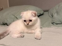 Uyguna scottish fold
