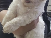 Erkek yavru maltese terrier