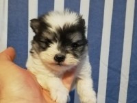 3 aylık pomeranian köpekler