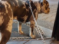 9 aylık dişi french bulldog tiger desenli aşıları tam