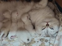 Bebek kediler ve malzemeleri ile birlikte sahiplendirilecek