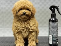 KORE ERKEK BEBEK YÜZLÜ POODLE YAVRUMUZ