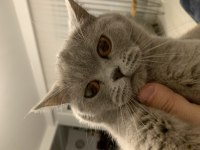 British shorthair 1.5 yaşında