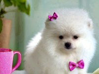 BEYAZ RENK 2 AYLIK POMERANİAN BOO DİŞİ YAVRU