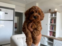 Premıum Toy Poodle Bebekler